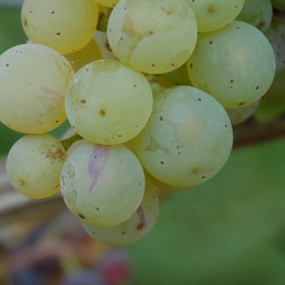 Farbmutation roter zu weissem Riesling ANT 0613